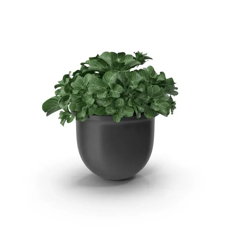 أصيص نباتات سيراميك
